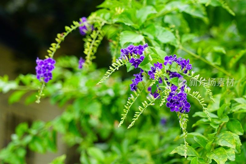 Duranta reens或鸽子莓许多小紫色的花